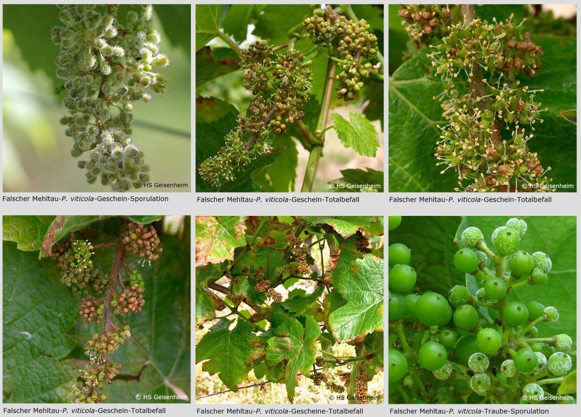 Falscher-Mehltau-Downy -Mildew5.jpg